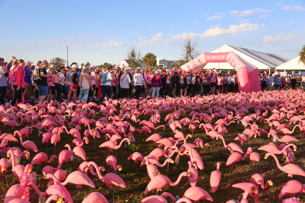 A field of thousands of pink flamingos in front of the 30 Miles start arch