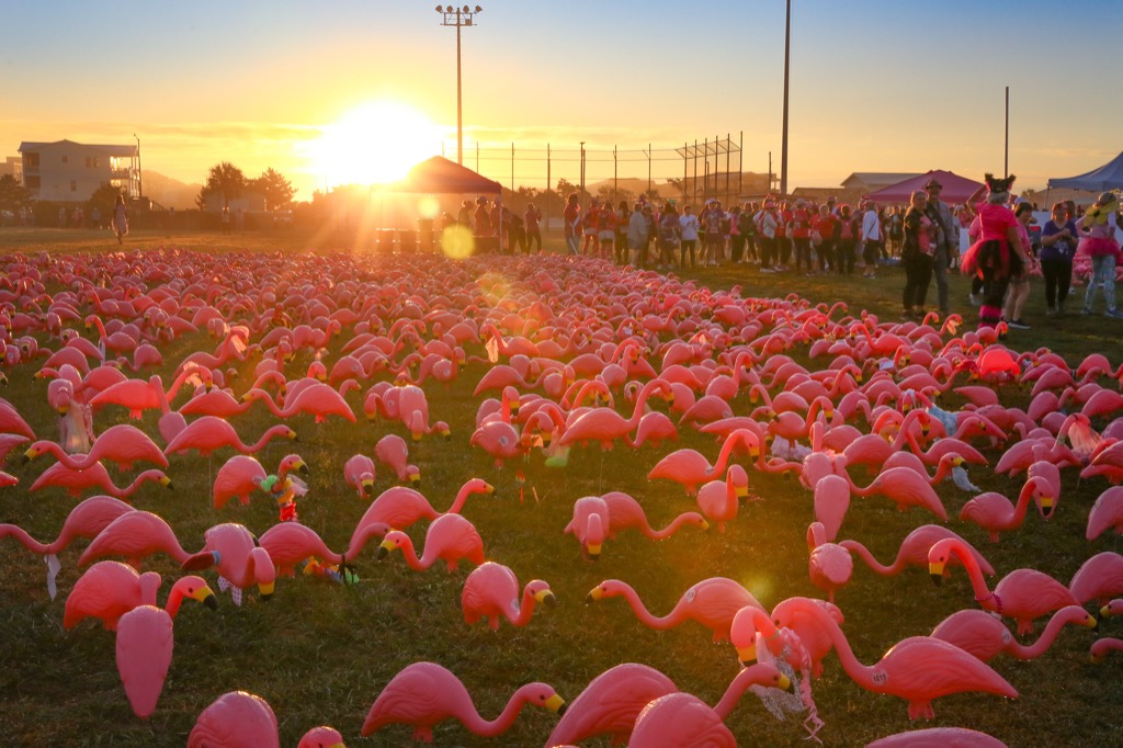 The flock at the event