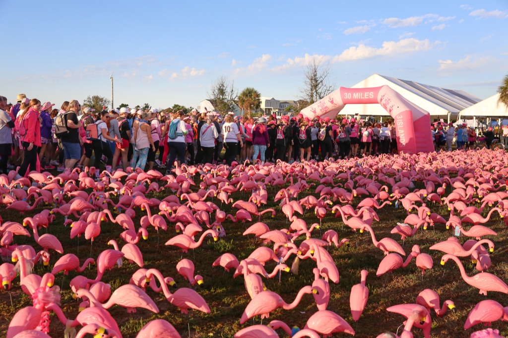 A field of pink plastic flamingos in front of a crowd of walkers in pink, with the pink “30 MILES” arch and white event tents behind them under a blue sky.