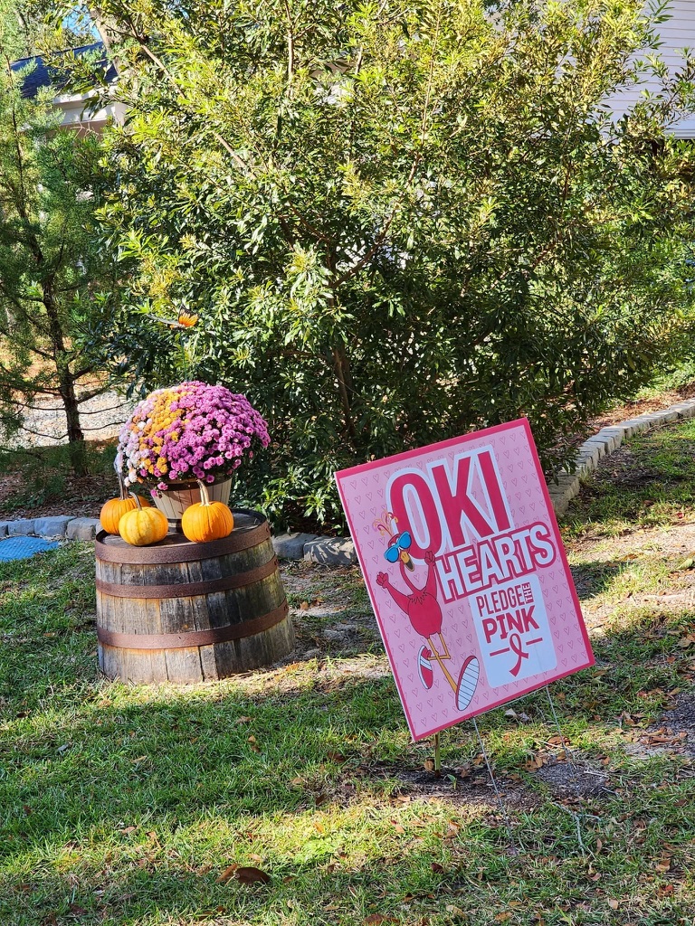 OKI hearts Pledge the Pink yard sign beside a barrel of mums and pumpkins