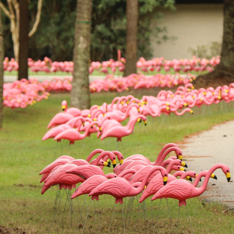 Pledge the Pink Flocks of Love 1