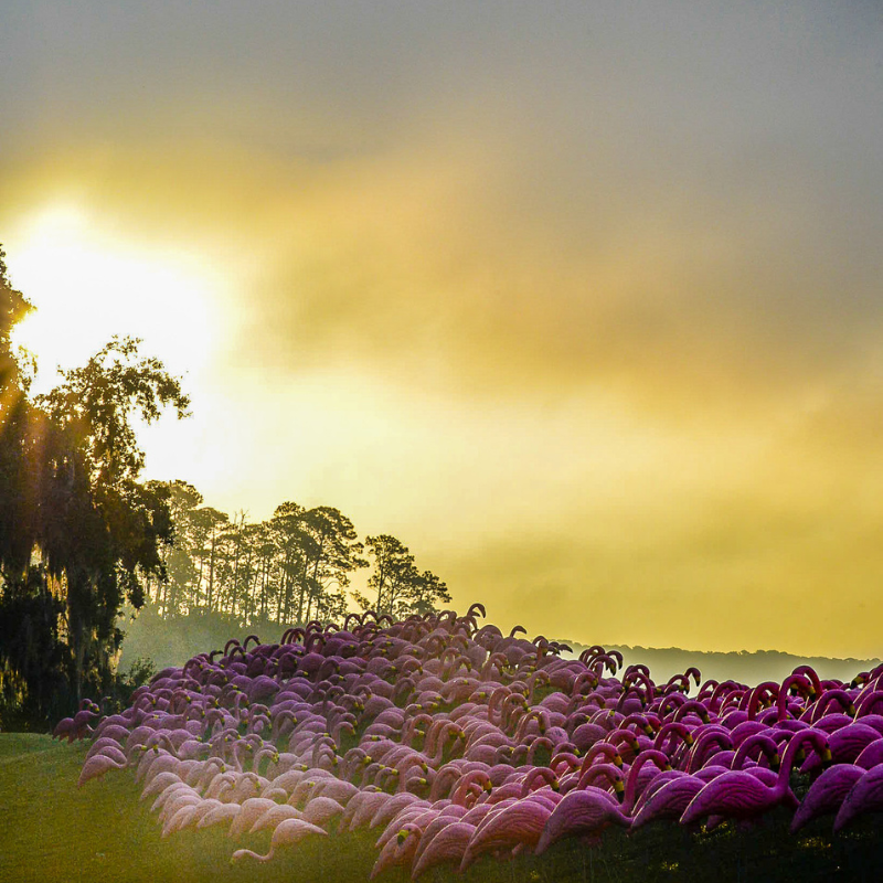 Pledge the Pink Flocks of Love 4