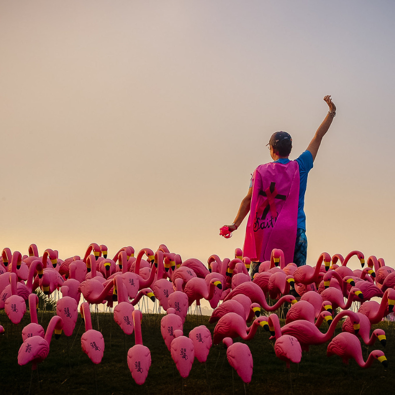 Pledge the Pink Flocks of Love 7